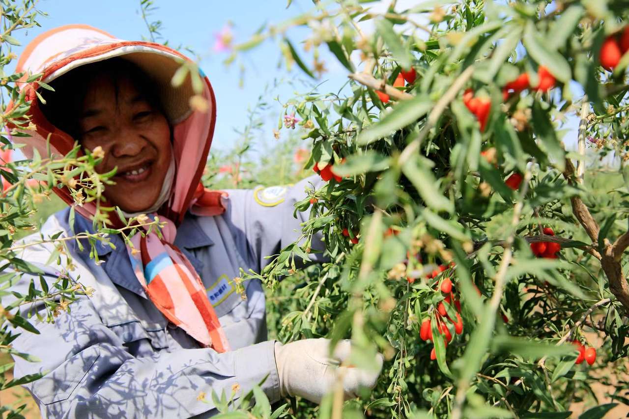 1687851991582189.jpg 采摘.jpg